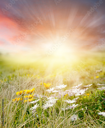 Fototapeta Naklejka Na Ścianę i Meble -  Spring meadow grass and sky background