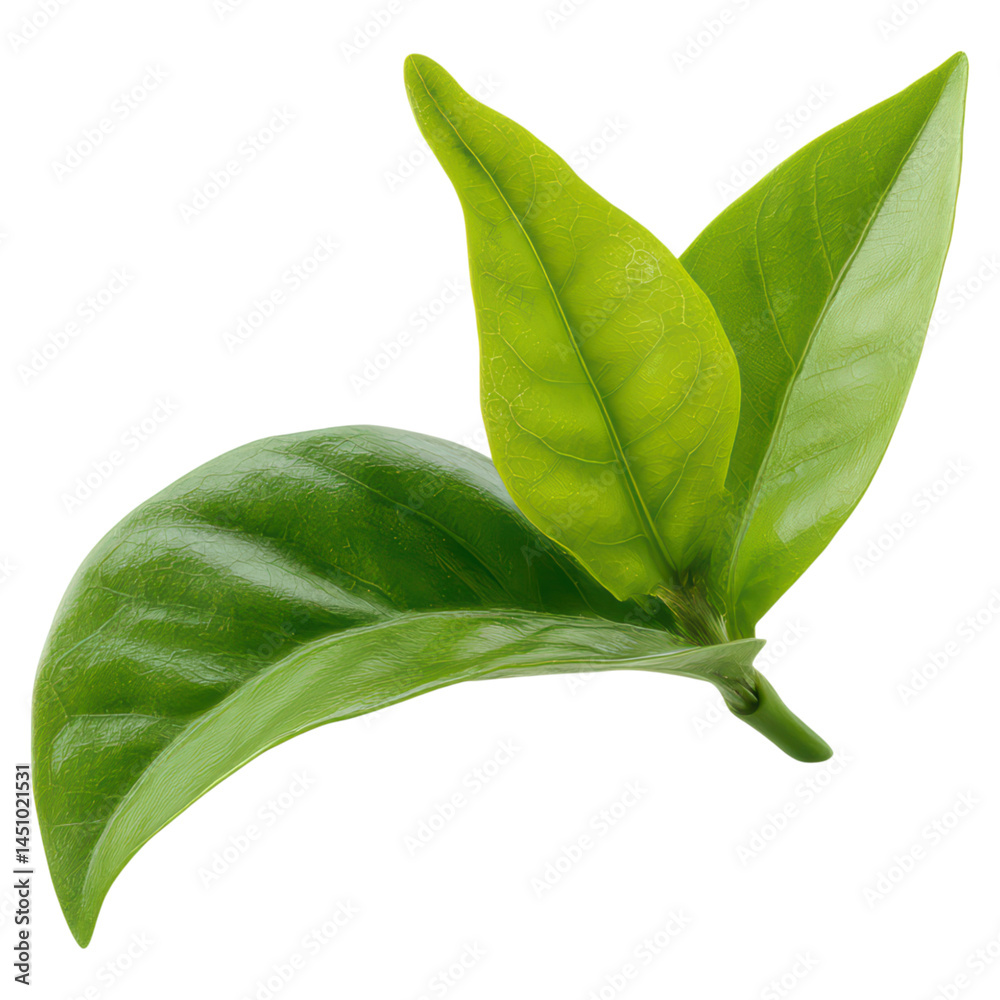 Fototapeta premium Fresh Green Leaves with Glossy Texture, Nature Background, Isolated Organic Plant Elements, isolated on transparent background.