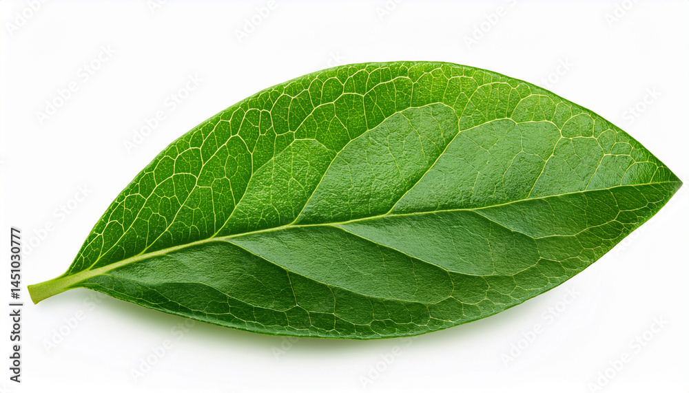 Obraz premium green leaves of blueberry isolated on white or transparent background