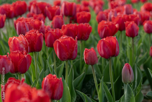 Vibrant field featuring masses of scarlet tulips with frilly edges and lush green foliage creating a floral vista