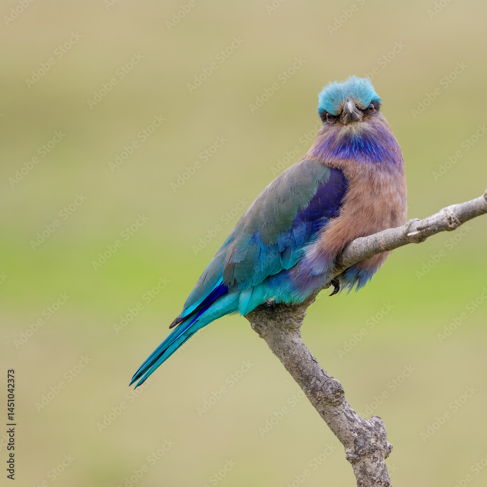 Obraz premium Indochinese roller (Coracias affinis)