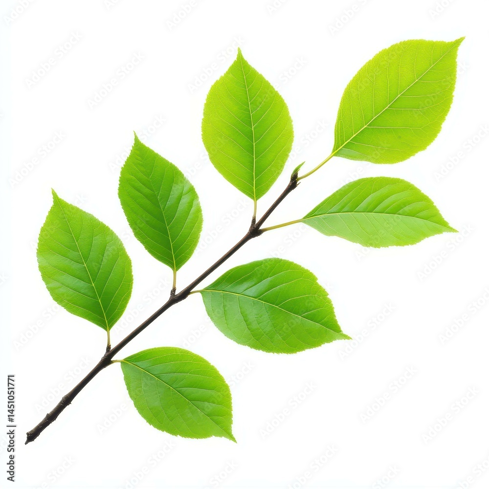 Naklejka premium A vibrant green leaf on a slender tree branch, elegantly showcasing natures beauty against a clean white backdrop.