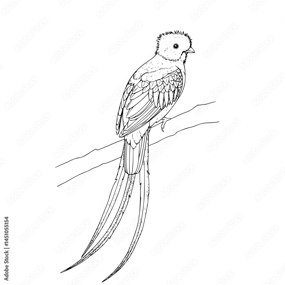 Fototapeta premium Elegant Resplendent Quetzal perched on a branch Simple Vector Outline in minimalistic black and white design 