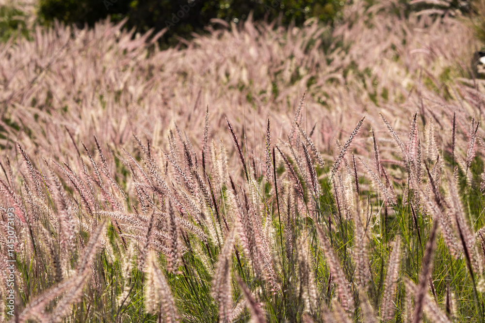 Fototapeta premium Pennisetum setaceum