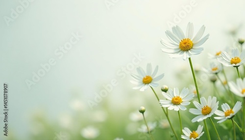 Delicate white wildflowers against a pristine background , background, clean