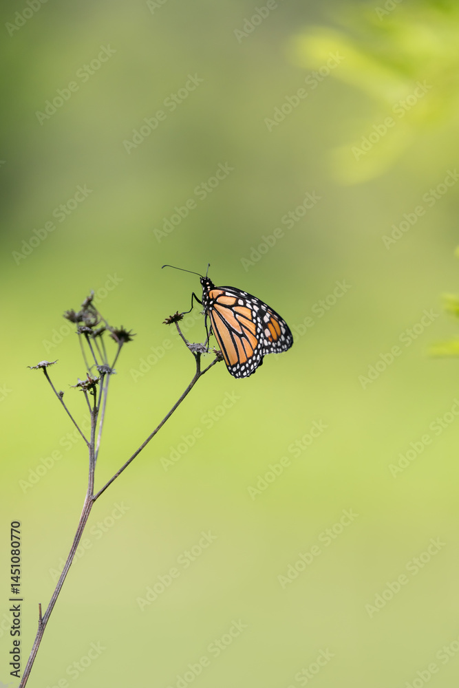 Obraz premium Close up shot of Butterfly on a small branch of the dry plant .