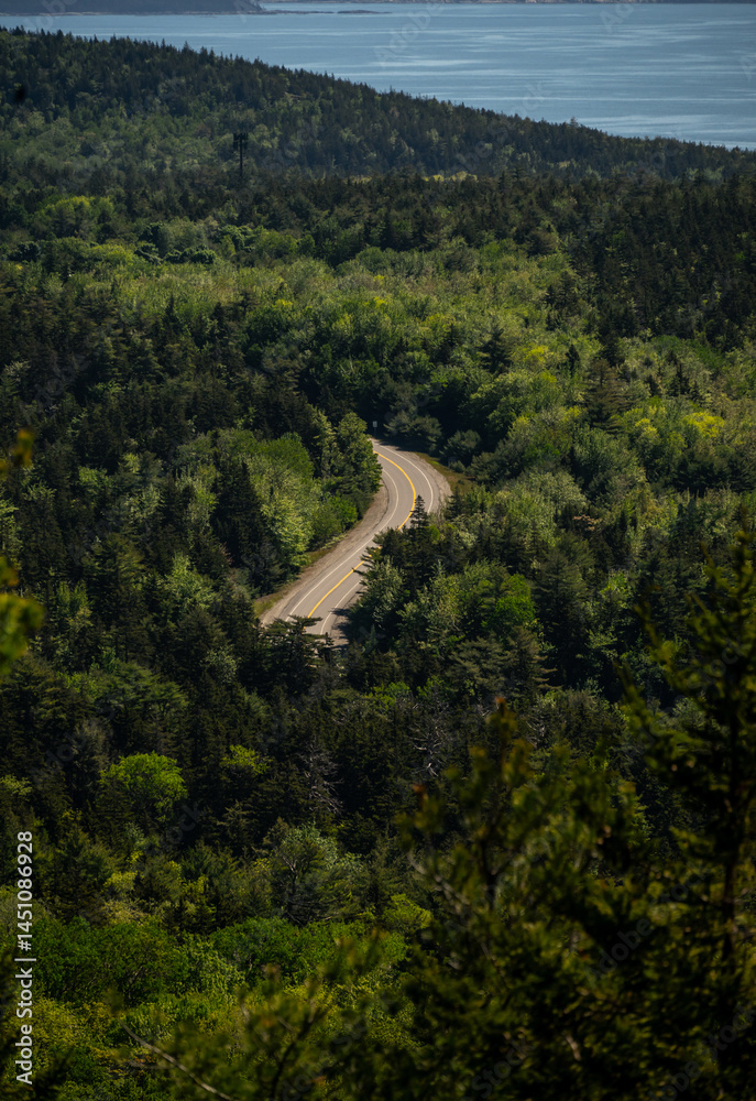 Road Cuts Through The Thick Forest Of Mount Desert Island