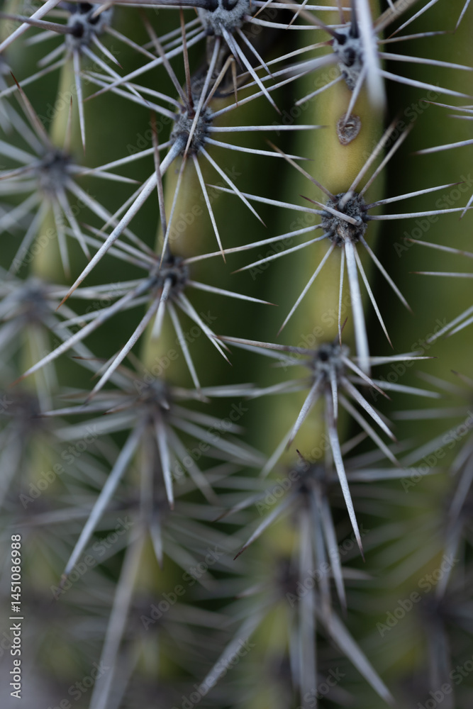 Selective Focus Of Spines On The Side Of Saguaro Cactus