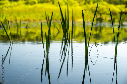 Obraz na płótnie Reeds Grow out of Shallow Waters in Acadia Pond w salonie