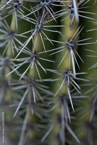 Obraz na płótnie Selective Focus Of Spines On The Side Of Saguaro Cactus w salonie