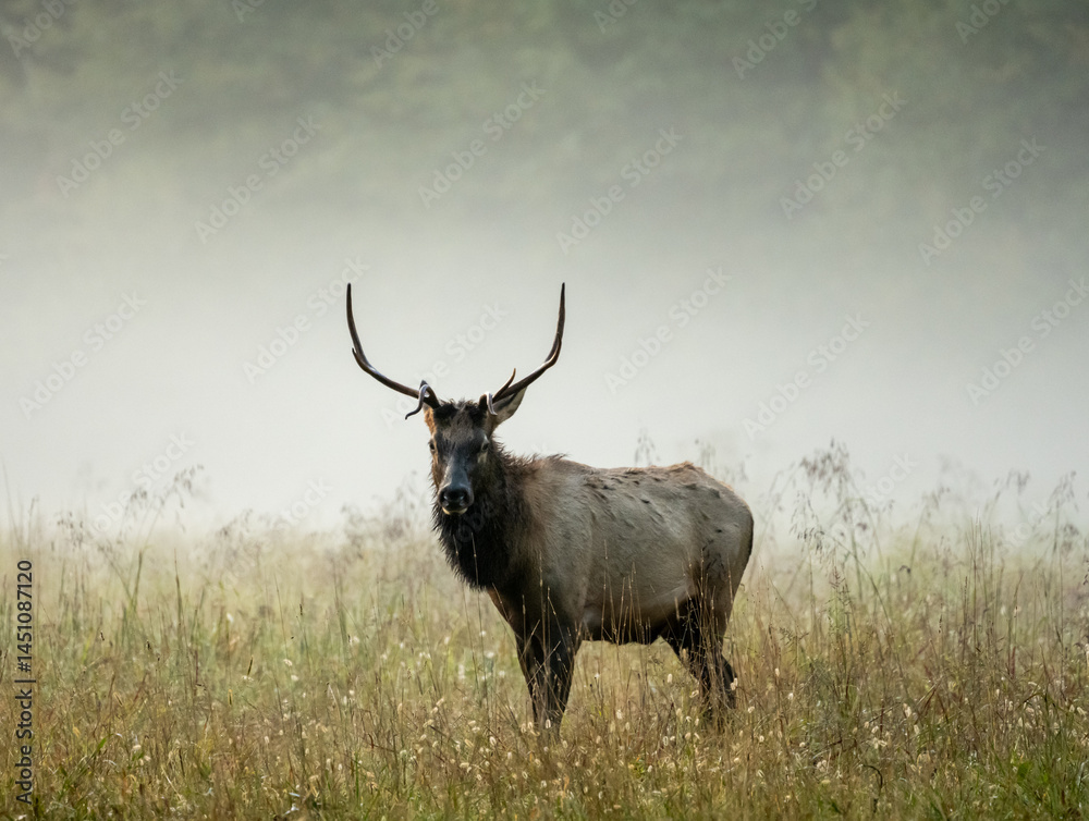Small Male Elk Stands In Foggy Field and Looks At Camera