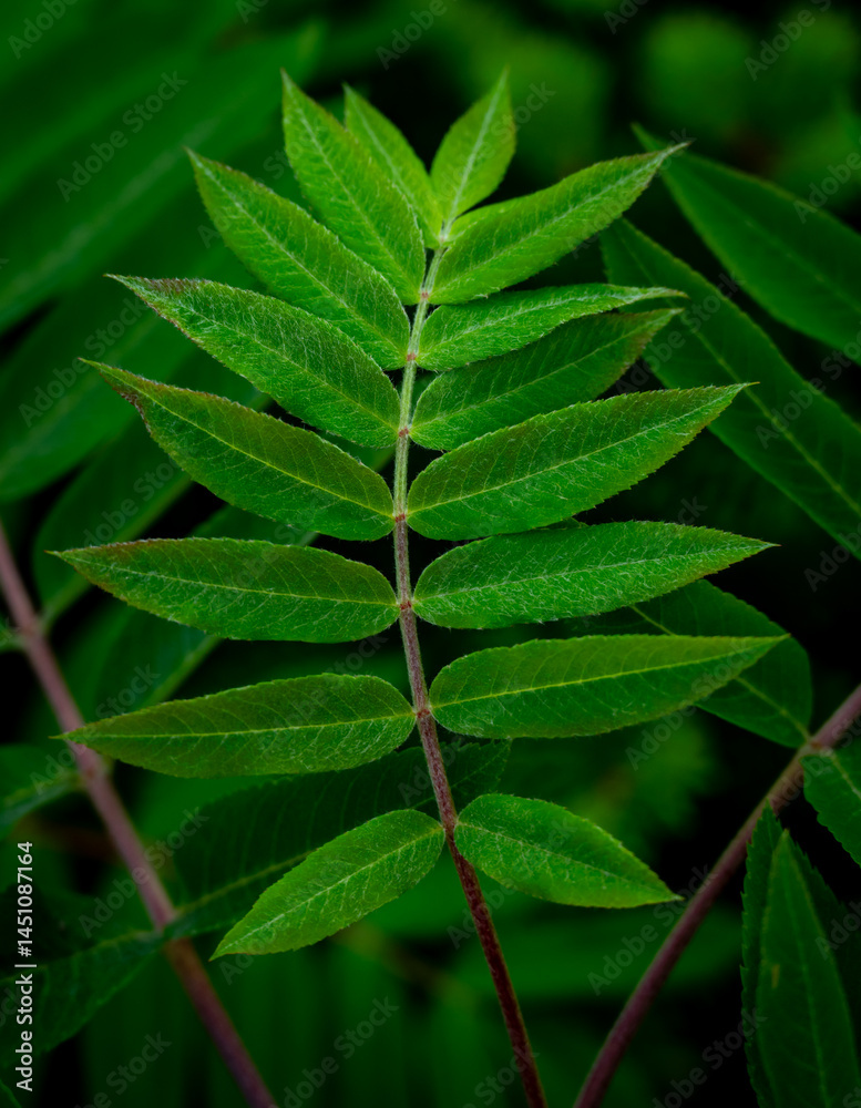Small Stem Of Bright Green Leaves On Sumac Plant