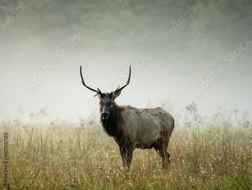 Obraz na płótnie Small Male Elk Stands In Foggy Field and Looks At Camera w salonie
