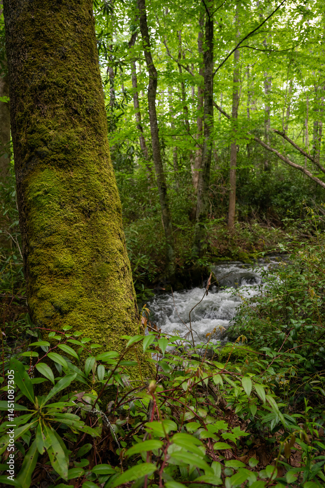Springhouse Branch Creek Runs through Green Forest