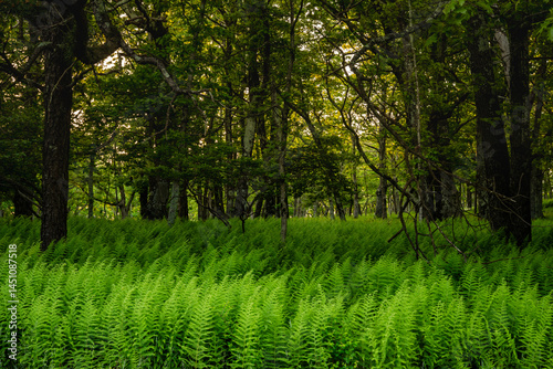 Obraz na płótnie Swaying Ferns in Forest Floor in Shenandoah w salonie