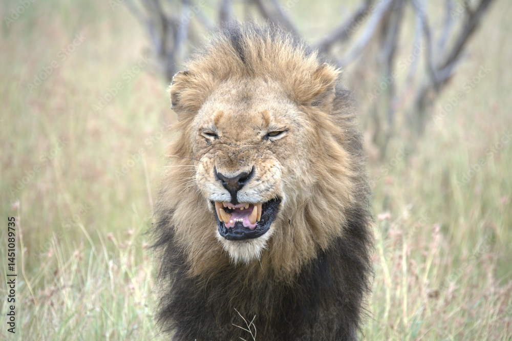 Fototapeta premium Lion in wild savanna , animal of africa