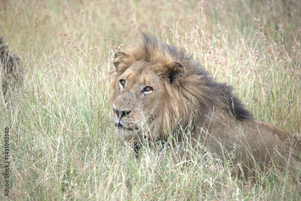 Lion in wild savanna , animal of africa Lion in wild savanna , animal of africa