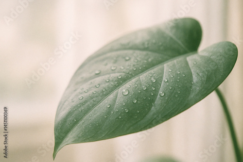 Ficus leaf macro with water droplets in soft morning light and natural tone