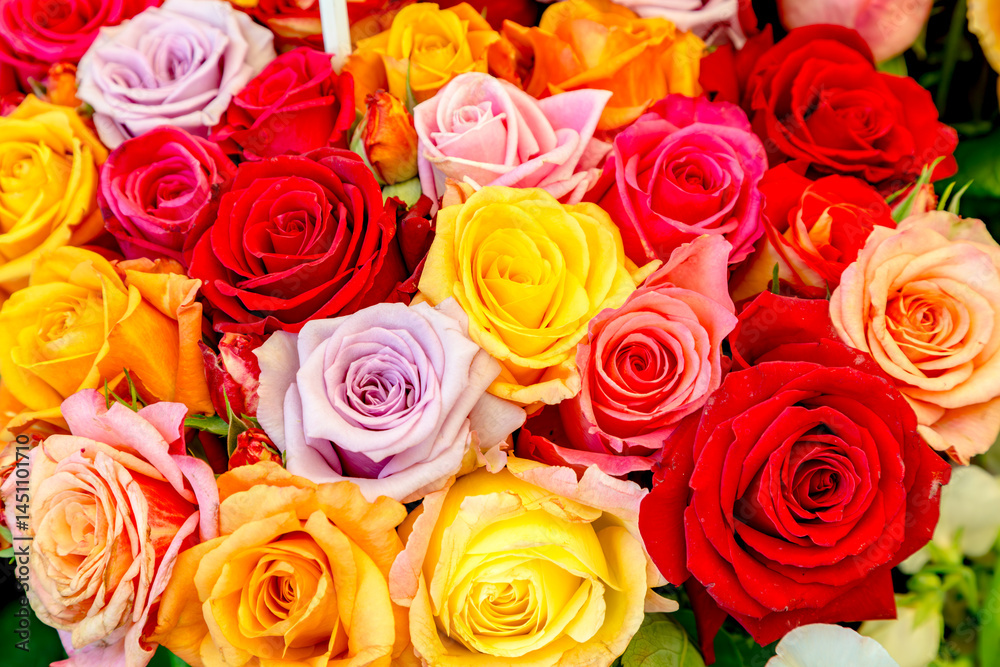 detail of colorful roses