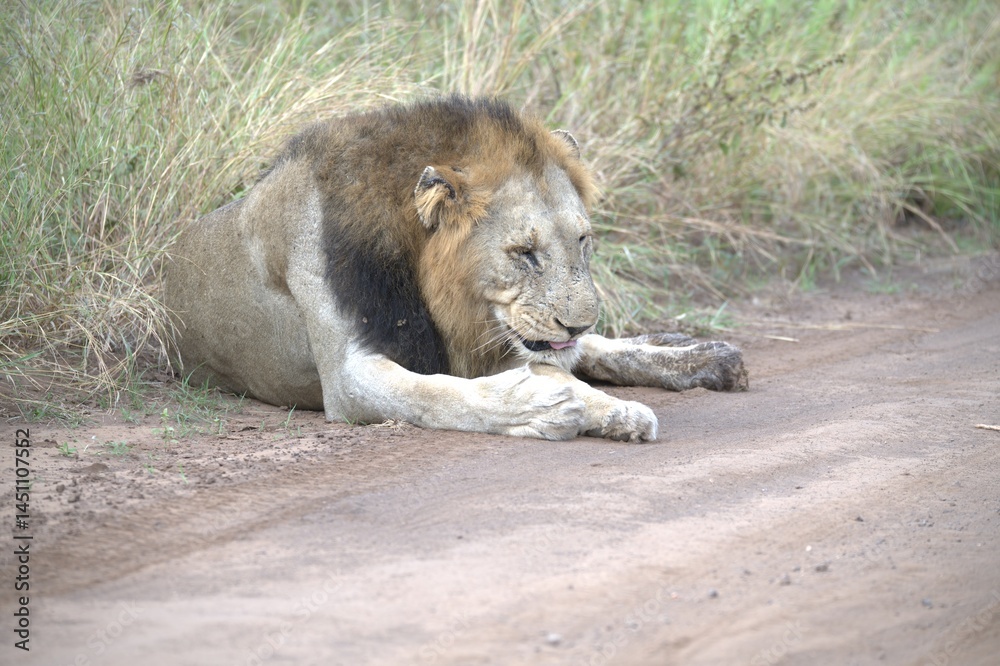 Naklejka premium Lion in wild savanna , animal of africa