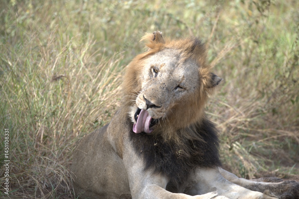 Fototapeta premium Lion in wild savanna , animal of africa