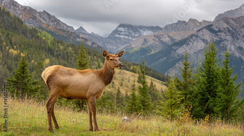 A female elk stands gracefully in a meadow surrounded by evergreen trees, with a stunning backdrop of majestic mountains under a cloudy sky in the wilderness.