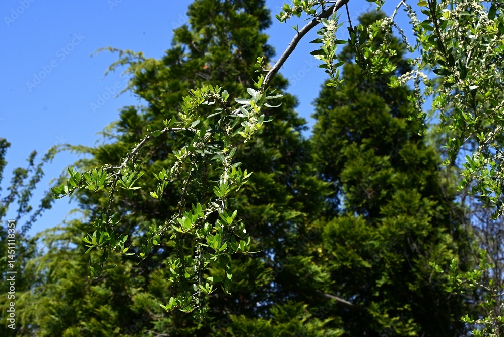Ilex vomitoria 'Pendula' (Weeping yaupon holly) flowers. Dioecious Aquifoliaceae evergreen shrub. Small white flowers bloom in early summer. Ilex vomitoria 'Pendula' (Weeping yaupon holly) flowers. Dioecious Aquifoliaceae evergreen shrub. Small white flowers bloom in early summer.