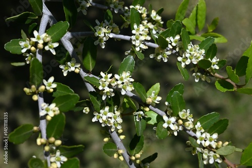 Wallpaper Mural Ilex vomitoria 'Pendula' (Weeping yaupon holly) flowers. Dioecious Aquifoliaceae evergreen shrub. Small white flowers bloom in early summer. Torontodigital.ca