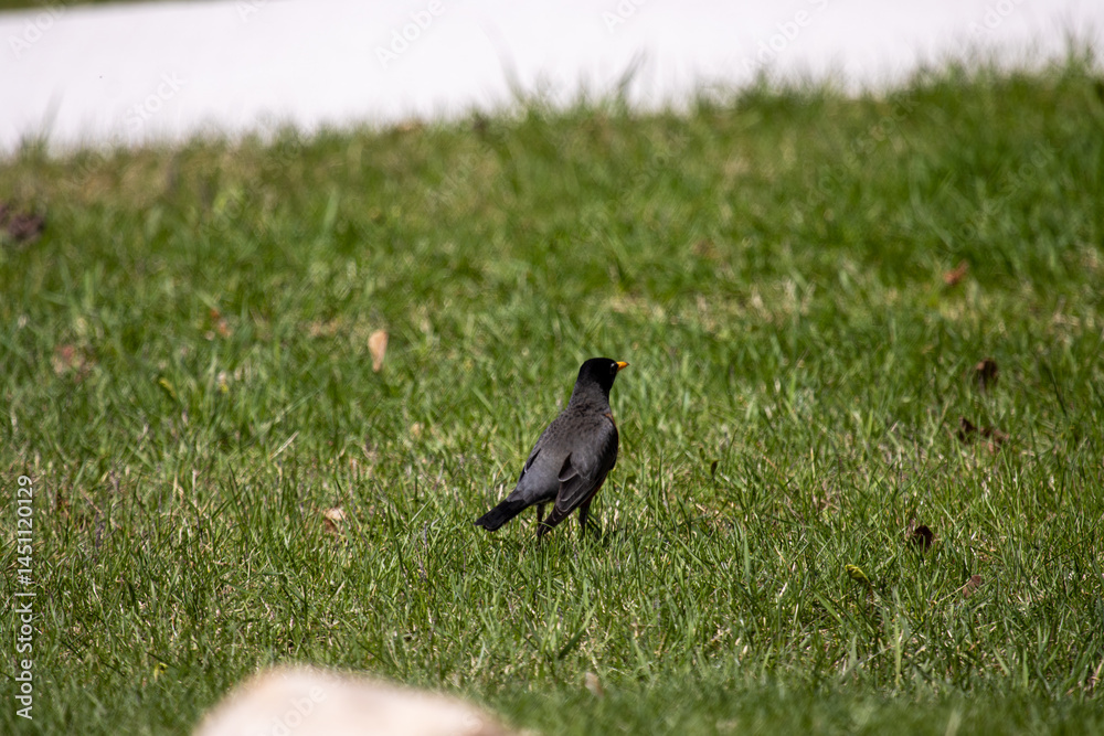 Obraz premium A common grackle foraging in the grass