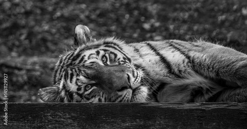 Sleeping Amur tigress (Panthera tigris altaica) in black and white. The calm atmosphere emphasizes her peaceful rest and majestic presence.