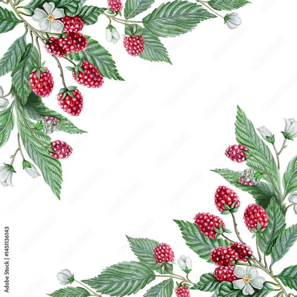 Watercolor frame with diagonal composition of ripe raspberries and green leaves. Hand-painted botanical clipart for greeting cards, invitations, natural product packaging, and cookbook design. Watercolor frame with diagonal composition of ripe raspberries and green leaves. Hand-painted botanical clipart for greeting cards, invitations, natural product packaging, and cookbook design.