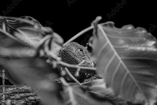 Lizard in Foliage: A captivating black and white shot features a lizard subtly peeking through vibrant leaves, showcasing intricate details. The photograph tells of nature's art and a hidden creature. photo