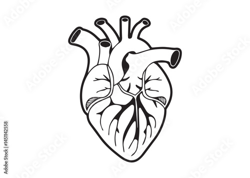 Anatomical heart icon, Anatomical heart silhouette vector