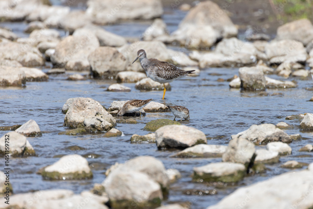 Obraz premium The low river level offers food for many wading birds