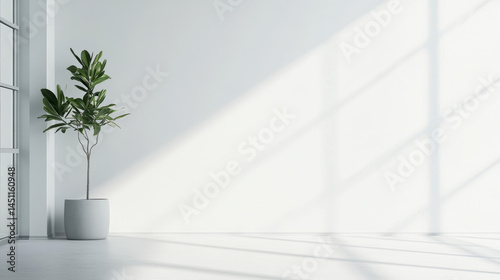 Minimalist interior space with potted plant near large window casting soft shadows on white wall with sunlight streaming in