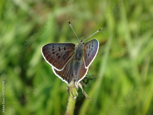 The sooty copper butterfly (Lycaena tityrus), male resting on a spent dandelion head
