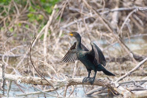 Double-crested Cormorant drying its wings in J.N. Ding Darling National Wildlife Refuge. Sanibel Island. Florida