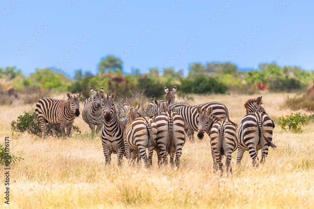 Obraz premium Zebra in Tsavo East National Park. Kenya.