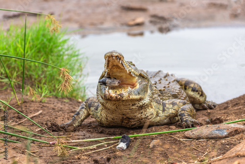 Crocodile in Tsavo East National Park. Kenya.