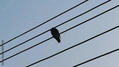 Single Bird Perched on Electric Power Lines Against Clear Blue Sky on a Peaceful Daytime Scene