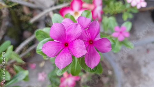 Pink Periwinkle Flower with Water Droplets – Catharanthus Roseus in Tropical Garden Light
