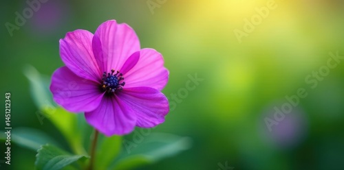 Vibrant purple bloom, crisp detail, soft green bokeh, botany, violet, summer