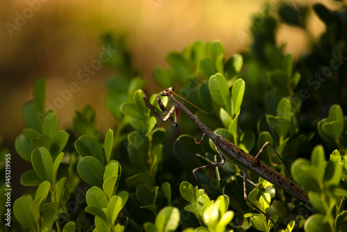 Stick insect on a bush with green leaves