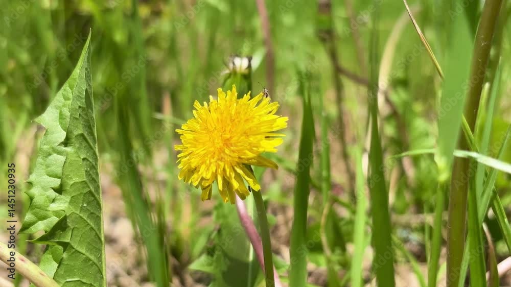 A dandelion seed drifting in the breeze. A dandelion seed drifting in the breeze.