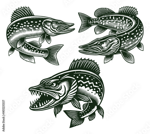 Northern Pike Fish Illustration Design
