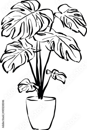 Planta monstera en maceta. Planta de interior. Planta natural decorativa. Ilustración vectorial de planta monstera para invitaciones, papelería, branding