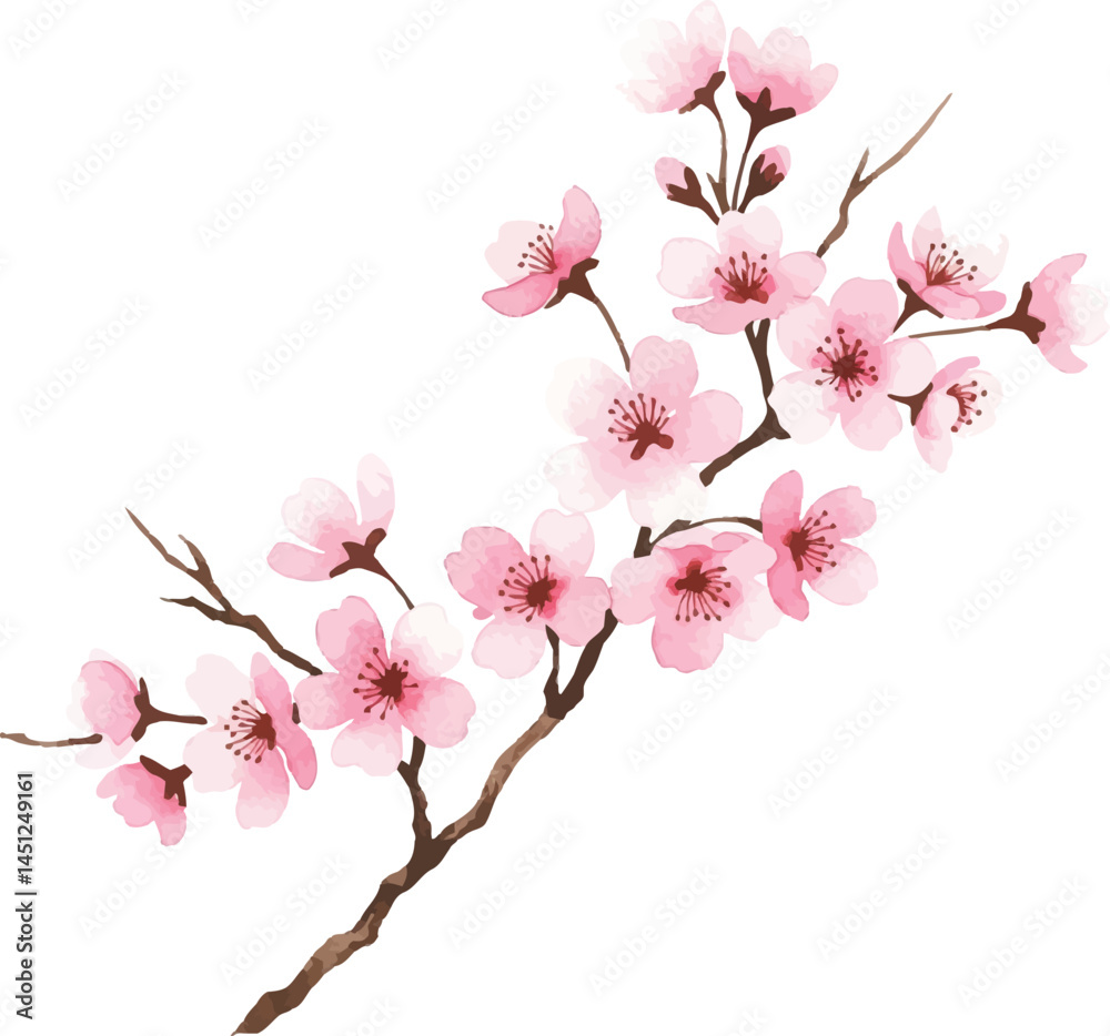 Fototapeta premium Watercolor Cherry Blossom Branch Illustration