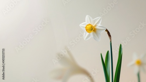 Minimalist flower photography with soft background, Airy spring flower with ample text space, Delicate daffodil or tulip in serene composition