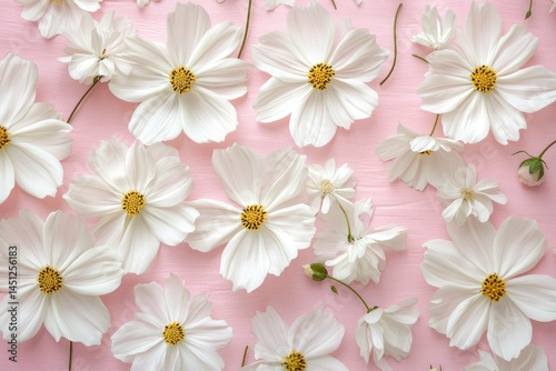 Delicate White Cosmos Flowers on Pink: A Serene Floral Arrangement