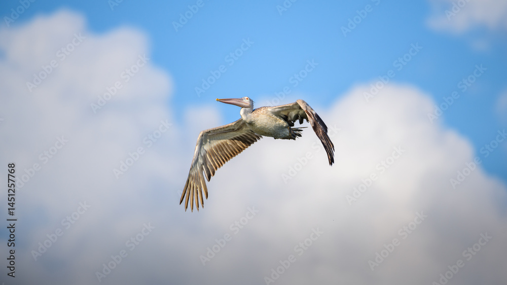 Obraz premium A spot-billed pelican soars gracefully through the sky, its wide wings extended against a backdrop of clouds
